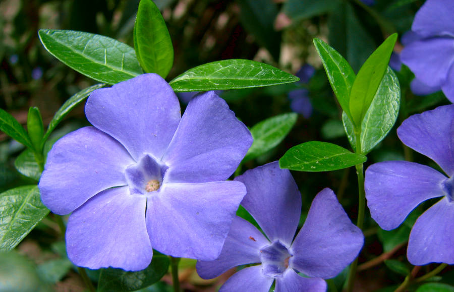 Flores violeta y hojas de la planta trepadora Vinca minor