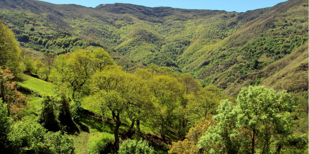 Un bosque único en el corazón del Courel