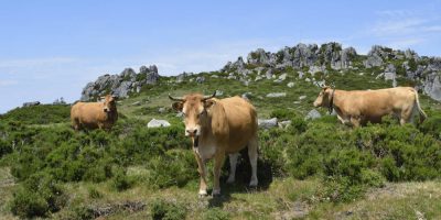 Vacas entre los pastos de la Serra de San Mamede