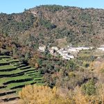 Viñedos en bancais na Ruta do Canón do Bibei