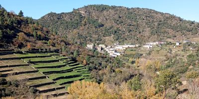 Viñedos en bancais na Ruta do Canón do Bibei