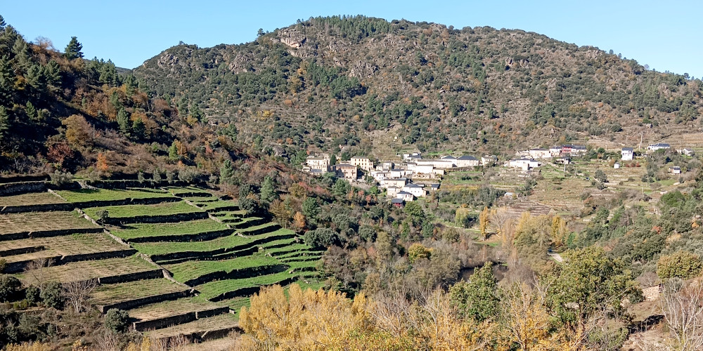 Viñedos en bancais na Ruta do Canón do Bibei